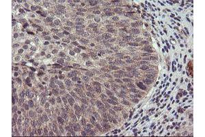 Image no. 6 for anti-Ubiquitin Specific Peptidase 10 (USP10) antibody (ABIN1501689)