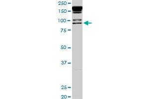 Western Blotting (WB) image for anti-Promyelocytic Leukemia (PML) (AA 411-510) antibody (ABIN562289)