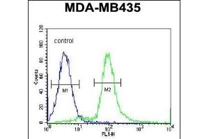 ARHG Antibody (Center) 695b flow cytometric analysis of MDA-M cells (right histogram) compared to a negative control cell (left histogram). (ARHGAP10 抗体  (AA 237-263))