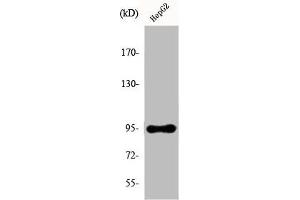 Western Blot analysis of HepG2 cells using Ephrin-A4 Polyclonal Antibody (EFNA4 抗体  (C-Term))