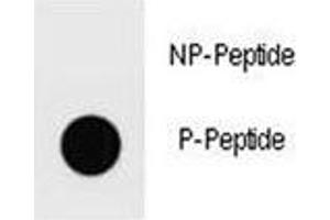 Dot blot analysis of phospho-Ammonium transporter antibody. (Ammonium Transporter 抗体  (pSer465))