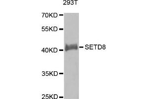 Western Blotting (WB) image for anti-SET Domain Containing (Lysine Methyltransferase) 8 (SETD8) antibody (ABIN1874745) (SETD8 抗体)