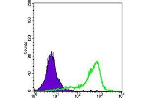 Flow cytometric analysis of A431 cells using SOD1 mouse mAb (green) and negative control (purple). (SOD1 抗体)