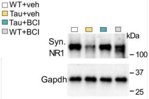 Western blot data showing NR1 protein levels at the synaptic fraction in PFC of WT or Tau mice treated with Smyd3 inhibitor BCI-121 or vehicle.