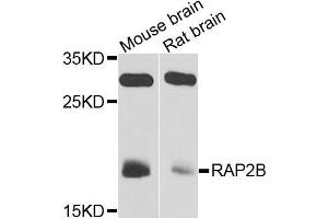 Western blot analysis of extracts of mouse bran and rat brain cells, using RAP2B antibody.