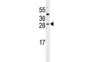 IGF2 antibody western blot analysis in HeLa lysate. (IGF2 抗体  (AA 39-68))