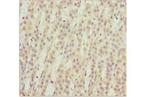 Immunohistochemistry of paraffin-embedded human adrenal gland tissue using ABIN7169574 at dilution of 1:100 (NEU2 抗体  (AA 171-380))