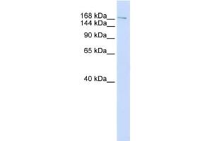 WB Suggested Anti-NUMA1 Antibody Titration:  0. (NUMA1 抗体  (C-Term))