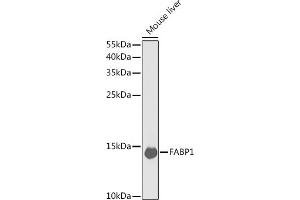 Western blot analysis of extracts of mouse liver, using F antibody (ABIN6131636, ABIN6140414, ABIN6140415 and ABIN6220935) at 1:1000 dilution. (FABP1 抗体  (AA 1-127))