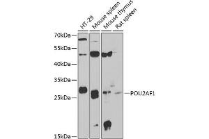 Western blot analysis of extracts of various cell lines, using POU2 antibody (ABIN6131407, ABIN6145978, ABIN6145979 and ABIN6222407) at 1:1000 dilution. (POU2AF1 抗体  (AA 1-256))
