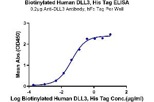 Immobilized Anti-DLL3 Antibody, hFc Tag at 2 μg/mL (100 μL/Well) on the plate. (DLL3 Protein (AA 27-490) (His tag,Biotin))