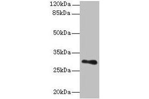 Western blot All lanes: TMEM176B antibody at 8 μg/mL + Human placenta tissue Secondary Goat polyclonal to rabbit IgG at 1/10000 dilution Predicted band size: 30, 26 kDa Observed band size: 30 kDa (TMEM176B 抗体  (AA 1-64))
