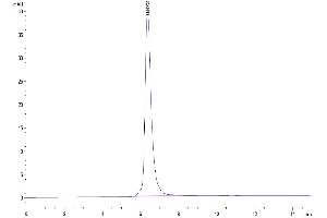 The purity of Human MMP-9 is greater than 95 % as determined by SEC-HPLC.