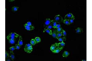 Immunofluorescent analysis of HepG2 cells using ABIN7163904 at dilution of 1:100 and Alexa Fluor 488-congugated AffiniPure Goat Anti-Rabbit IgG(H+L) (HMBS 抗体  (AA 283-330))