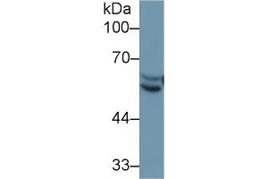 Western Blotting (WB) image for anti-Serpin Family C Member 1 (SERPINC1) (AA 150-426) antibody (ABIN7429274)