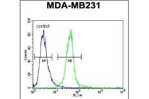 MYOZ1 Antibody (Center) (ABIN651441 and ABIN2840243) flow cytometric analysis of MDA-M cells (right histogram) compared to a negative control cell (left histogram). (Myozenin 1 抗体  (AA 40-69))