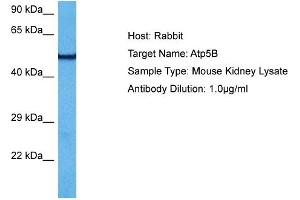 Host:  Mouse  Target Name:  ATP5B  Sample Tissue:  Mouse Kidney  Antibody Dilution:  1ug/ml (ATP5B 抗体  (N-Term))