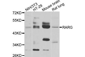 Western blot analysis of extracts of various cell lines, using RARG antibody (ABIN5975541) at 1/1000 dilution. (Retinoic Acid Receptor gamma 抗体)