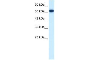 FLJ37300 antibody used at 0. (KIF19 抗体  (N-Term))