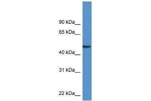 Western Blot showing Nptx1 antibody used at a concentration of 1. (NPX1 抗体  (Middle Region))
