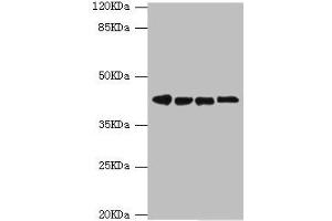 Western blot All lanes: DNAJA2 antibody at 3. (DNAJA2 抗体  (AA 233-412))