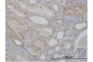 Immunoperoxidase of purified MaxPab antibody to CTSH on formalin-fixed paraffin-embedded human kidney. (Cathepsin H 抗体  (AA 1-335))