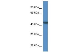 Western Blot showing PNMA6A antibody used at a concentration of 1-2 ug/ml to detect its target protein. (PNMA6A 抗体  (N-Term))