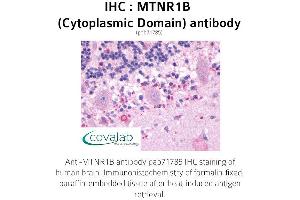 Image no. 1 for anti-Melatonin Receptor 1B (MTNR1B) (3rd Cytoplasmic Domain) antibody (ABIN1737117) (Melatonin Receptor 1B 抗体  (3rd Cytoplasmic Domain))