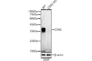 Western blot analysis of extracts from wild type(WT) and CDX2 knockout (KO) 293T cells, using CDX2 antibody  at 1:500 dilution. (CDX2 抗体)