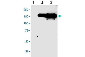 Western blot analysis of CFP monoclonal antibody, clone 98s55  in 10 ug lysate from GFP fusion protein prositive 293 cells. (CFP 抗体  (N-Term))