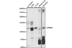 Western blot analysis of extracts of various cell lines, using GPRIN1 antibody (ABIN7267289) at 1:1000 dilution. (GPRIN1 抗体  (AA 1-300))