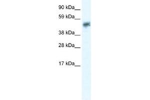 WB Suggested Anti-SIRT2 Antibody Titration:  0. (SIRT2 抗体  (N-Term))