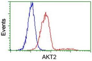 Image no. 4 for anti-V-Akt Murine Thymoma Viral Oncogene Homolog 2 (AKT2) antibody (ABIN1496565) (AKT2 抗体)