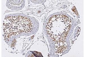 Immunohistochemical staining with TRIM29 polyclonal antibody  in normal testis tissue at 1 : 100 dilution. (TRIM29 抗体  (AA 569-583))