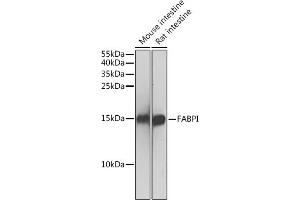 Western blot analysis of extracts of various cell lines, using FABPI antibody (ABIN3022261, ABIN3022262, ABIN1512888 and ABIN6218702) at 1:500 dilution. (FABP2 抗体  (AA 1-132))