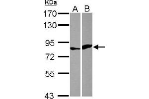 Western Blotting (WB) image for anti-E74 like ETS transcription factor 4 (Elf4) (AA 60-323) antibody (ABIN1498004) (Elf4 抗体  (AA 60-323))