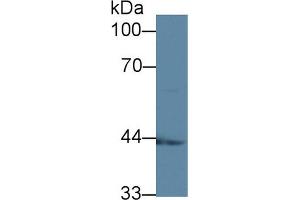 Western blot analysis of Mouse Kidney lysate, using Human ACADS Antibody (1 µg/ml) and HRP-conjugated Goat Anti-Rabbit antibody ( (ACADS 抗体  (AA 210-396))