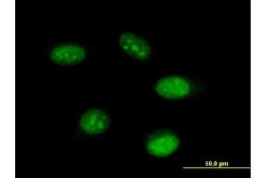 Immunofluorescence of purified MaxPab antibody to THAP11 on HeLa cell. (THAP11 抗体  (AA 1-314))