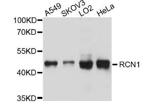 Western blot analysis of extracts of various cells, using RCN1 antibody. (RCN1 抗体)