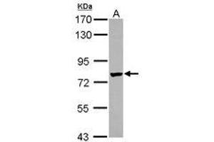 Image no. 1 for anti-Leucine Rich Repeat Containing 4C (LRRC4C) (AA 410-640) antibody (ABIN1499204) (LRRC4C 抗体  (AA 410-640))