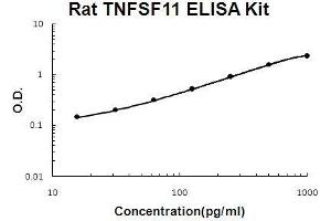 Rat TNFSF11/RANKL PicoKine ELISA Kit standard curve (RANKL ELISA 试剂盒)