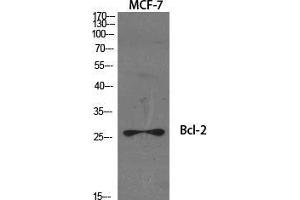 Western Blotting (WB) image for anti-B-Cell CLL/lymphoma 2 (BCL2) (Ser168), (Ser170) antibody (ABIN3183498)