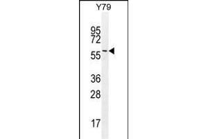 LENG9 Antibody (N-term) (ABIN655202 and ABIN2844817) western blot analysis in Y79 cell line lysates (35 μg/lane). (LENG9 抗体  (N-Term))