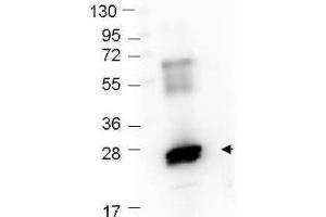 Western blot showing detection of recombinant GST protein (0. (GST 抗体  (Biotin))