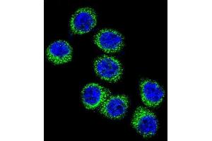 Confocal immunofluorescent analysis of FASN Antibody (Center) (ABIN391654 and ABIN2841563) with Hela cell followed by Alexa Fluor 488-conjugated goat anti-rabbit lgG (green). (Fatty Acid Synthase 抗体  (AA 942-973))