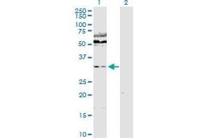 Western Blot analysis of WDR77 expression in transfected 293T cell line by WDR77 MaxPab polyclonal antibody. (WDR77 抗体  (AA 1-342))