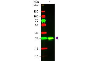 Western Blot of Goat anti-GST Texas Red Conjugated Secondary Antibody.