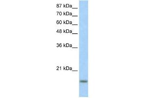 anti-Inhibitor of DNA Binding 3, Dominant Negative Helix-Loop-Helix Protein (ID3) (N-Term) antibody