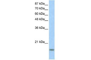WB Suggested Anti-ID3 Antibody Titration:  1. (ID3 抗体  (N-Term))