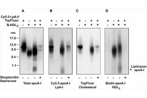 Western Blotting (WB) image for anti-Apolipoprotein A-I (APOA1) antibody (ABIN5596808)